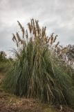 Cortaderia selloana. Цветущие растения. Абхазия, г. Новый Афон, пустырь. 07.03.2015.