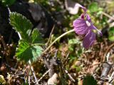 Rubus arcticus