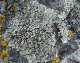 Lecanora argopholis