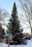 Abies nephrolepis. Взрослое растение. Санкт-Петербург, Петроградский р-н, Ботанический сад им. Петра Великого, в культуре. 16.01.2021.