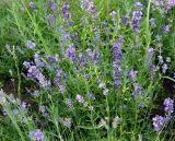 Lavandula angustifolia. Верхушки цветущих растений. Московская обл., Одинцовский р-н, г. Кубинка, цветник. 13.07.2021.