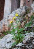 Senecio vernalis