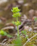 Cruciata laevipes. Зацветающее растение. Краснодарский край, Крымский р-н, окр. станицы Неберджаевская, ур. Малый Яр, каменистая поляна в буково-грабово-дубовом лесу, среди мха. 02.04.2023.