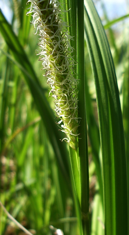 Изображение особи Carex atherodes.