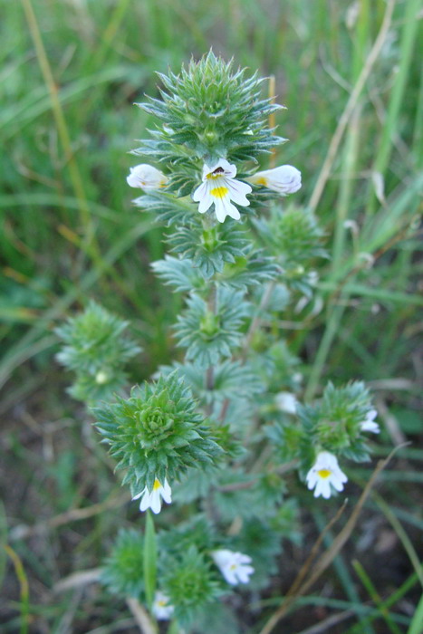 Изображение особи Euphrasia pectinata.