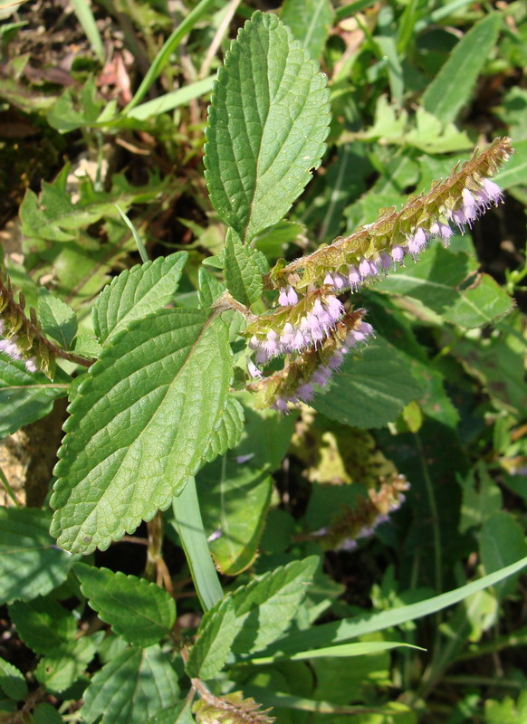 Изображение особи Elsholtzia ciliata.