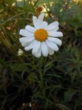 Leucanthemella linearis. Соцветие. Приморский край, Партизанский р-н, п-ов Трудный, падь Елизарова, травяное болото. 07.09.2012.