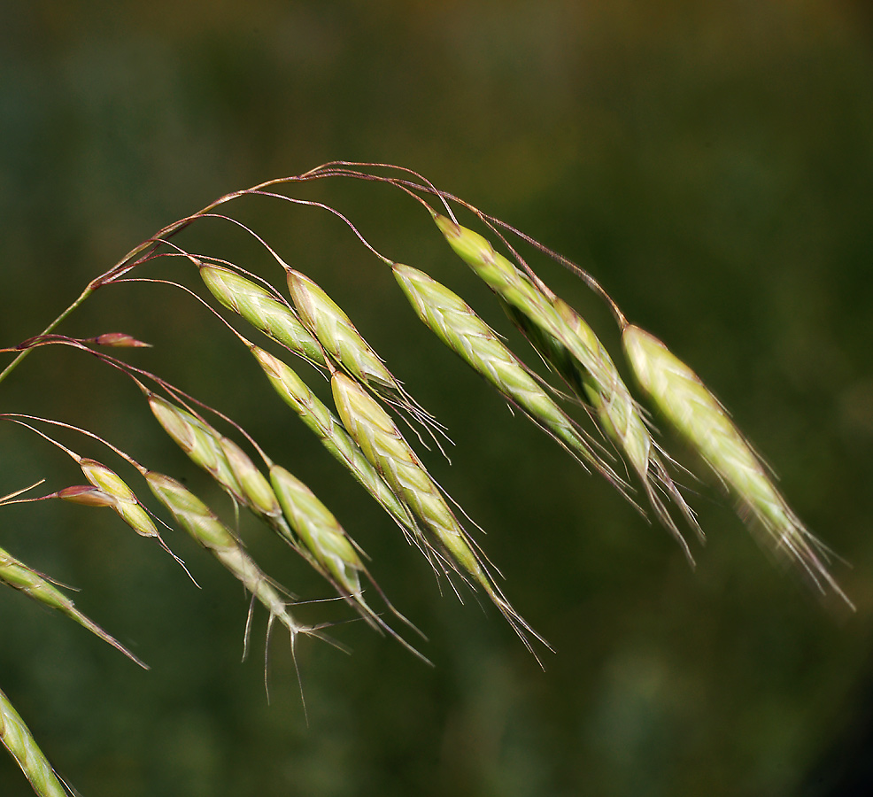 Изображение особи Bromus squarrosus.