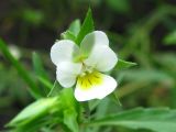 Viola arvensis