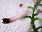 Fumaria capreolata. Цветок. Израиль, г. Беэр-Шева, рудеральное местообитание. 05.02.2013.