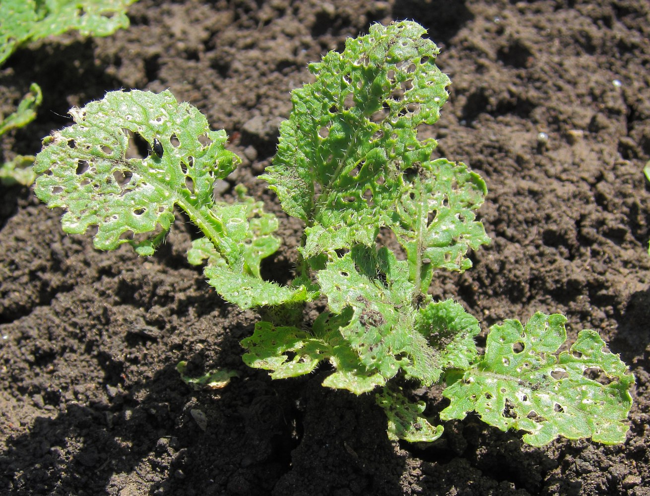Изображение особи Brassica rapa.