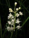 Maianthemum bifolium