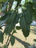 Fraxinus разновидность diversifolia