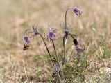 Pulsatilla pratensis. Цветущее растение с фуражирующим шмелём. Ленинградская обл., Кингисеппский р-н, сосновый лес между оз. Судачье и Бабинское. 17.05.2014.