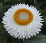 Xerochrysum bracteatum