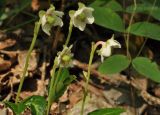 Chimaphila japonica. Верхушки побегов с цветками. Приморский край, Уссурийский р-н, окр. с. Монакино, широколиственный лес на склоне сопки. 30.06.2014.