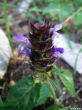 Prunella vulgaris. Соцветие. Крымский природный заповедник, Бабуган-Яйла. 18.07.2009.