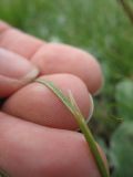 Stipa pontica