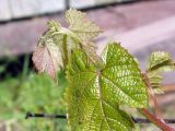 Vitis amurensis