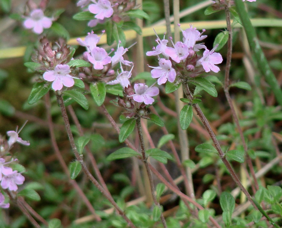 Изображение особи род Thymus.