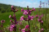 Viscaria vulgaris. Верхушка цветущего растения. Новгородская обл., г. Боровичи, Бобровские горы, луг у обрыва к правому берегу р. Мста. 12.06.2015.