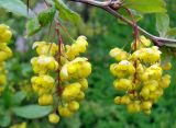 Berberis vulgaris. Соцветия. Ленинградская обл., г. Волхов, левый берег р. Волхов, парк Ильинка. 25.05.2010.