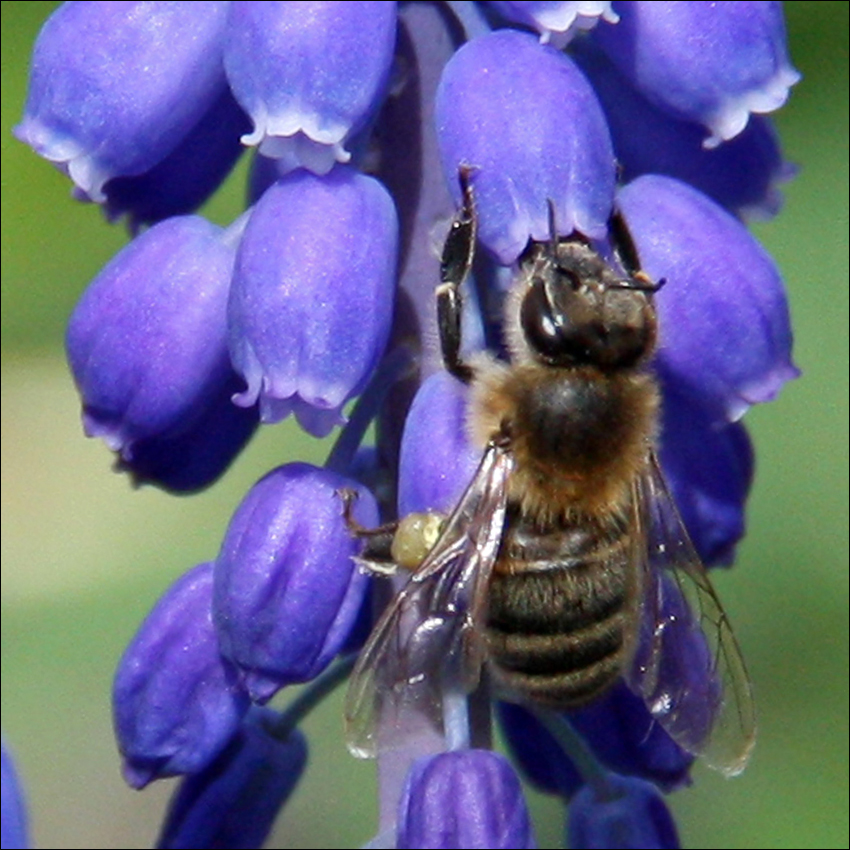 Изображение особи Muscari armeniacum.