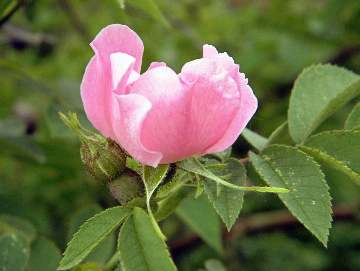 Image of Rosa tomentosa specimen.