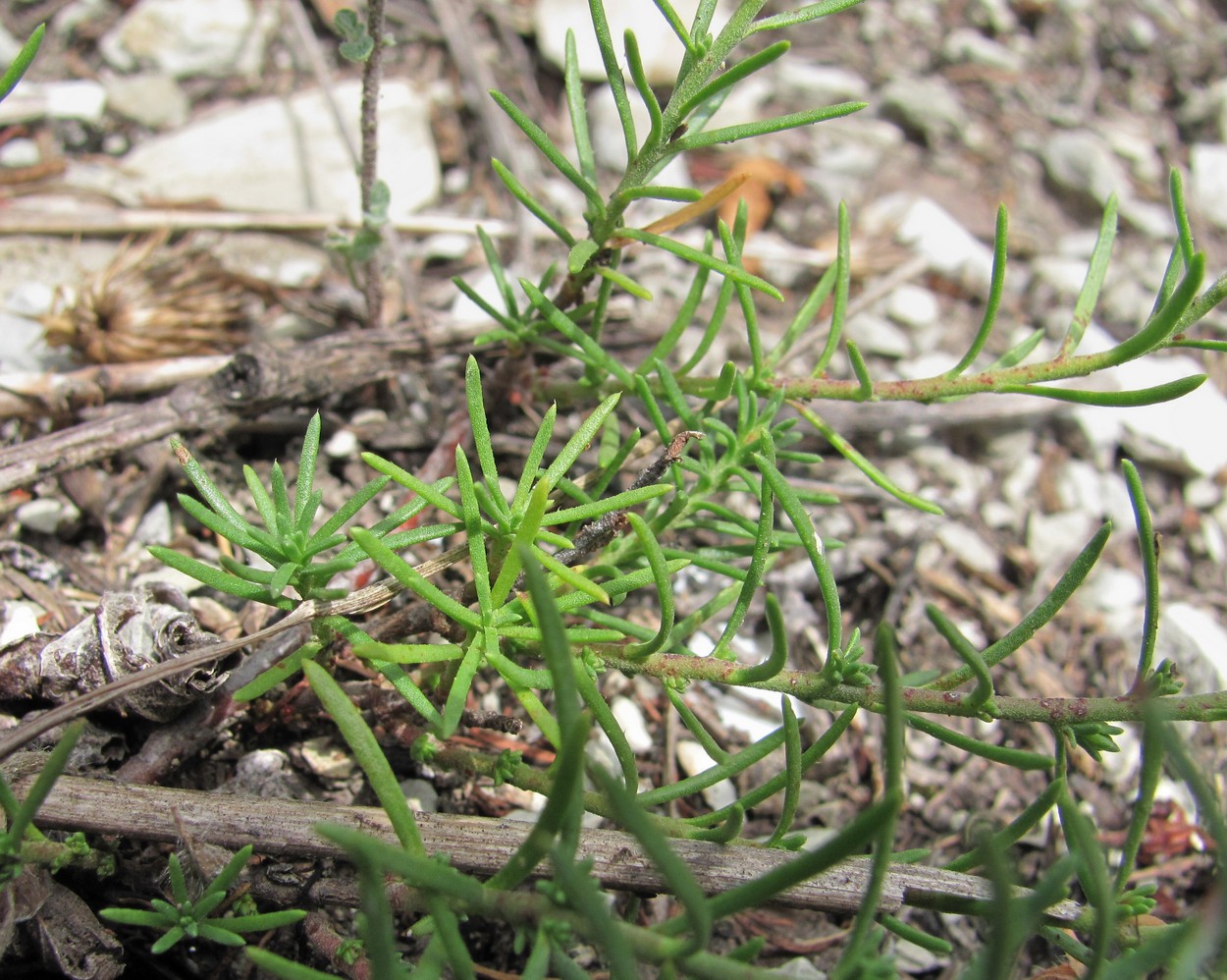 Изображение особи Fumana procumbens.