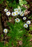 Pyrethrum parthenifolium