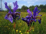 Iris sibirica