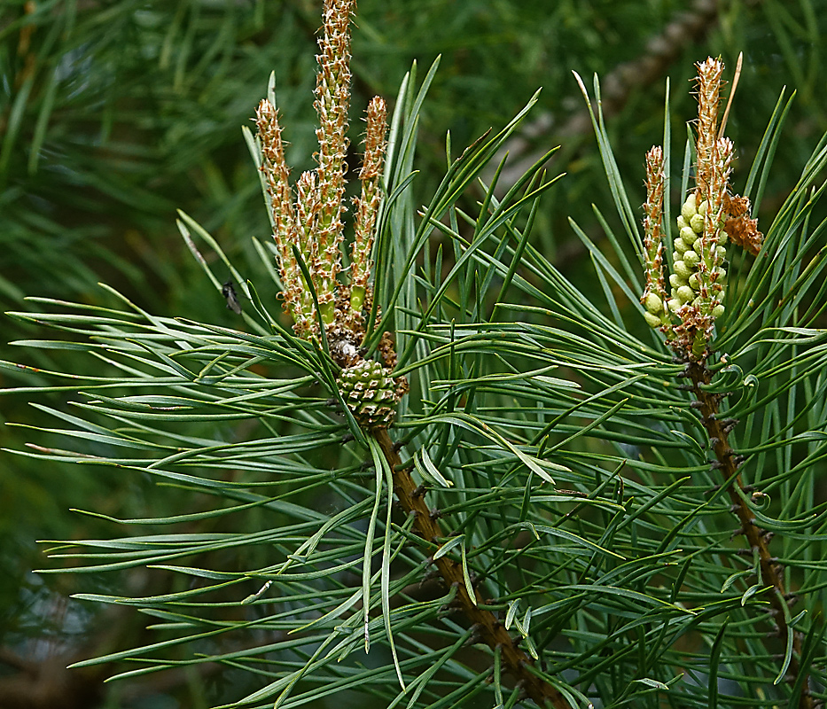 Изображение особи Pinus sylvestris.