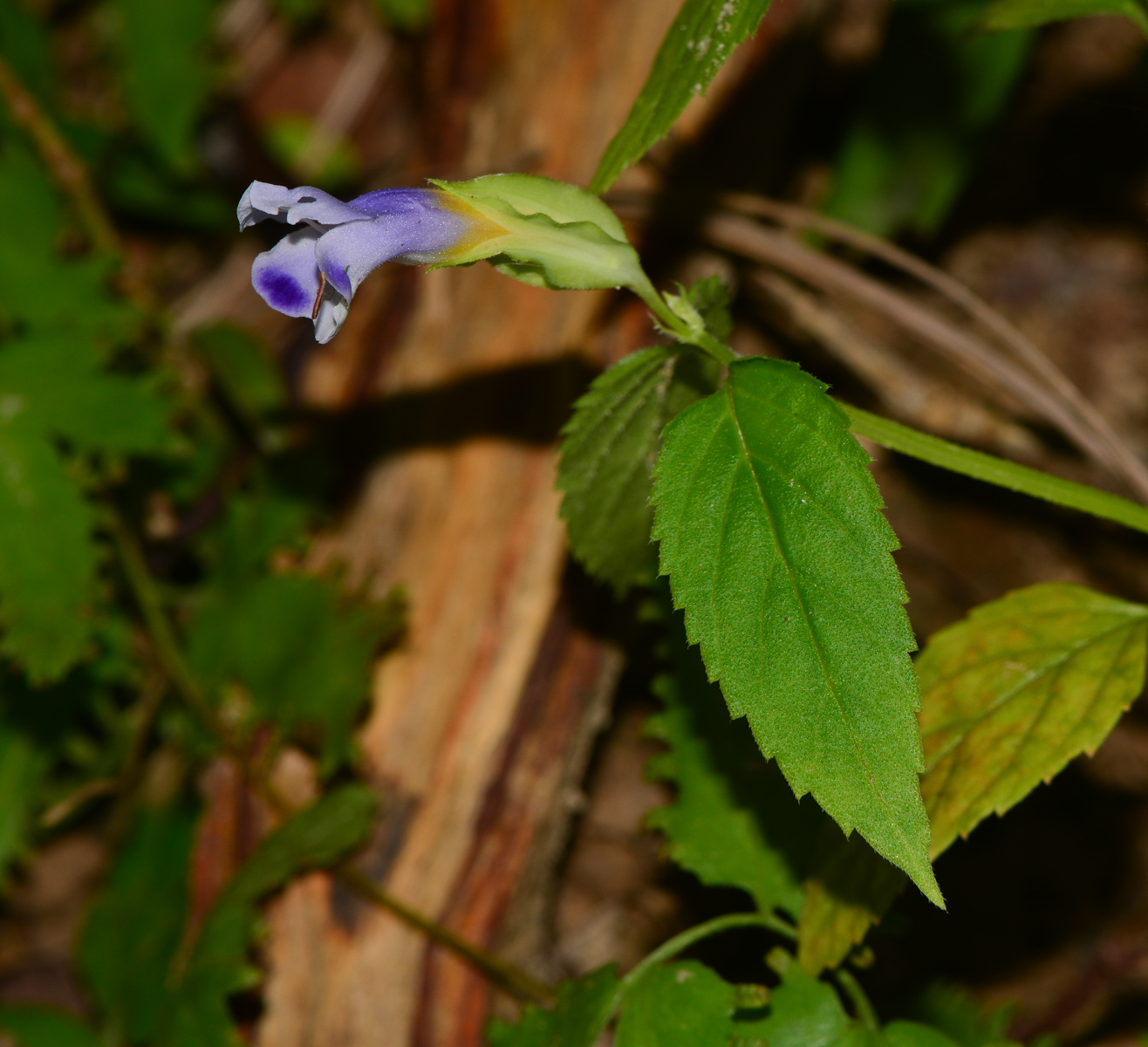 Изображение особи Torenia violacea.