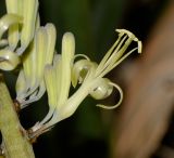 Sansevieria cylindrica