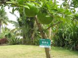 Crescentia amazonica