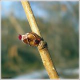 Corylus avellana