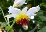 Sparmannia africana