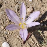 Colchicum chalcedonicum