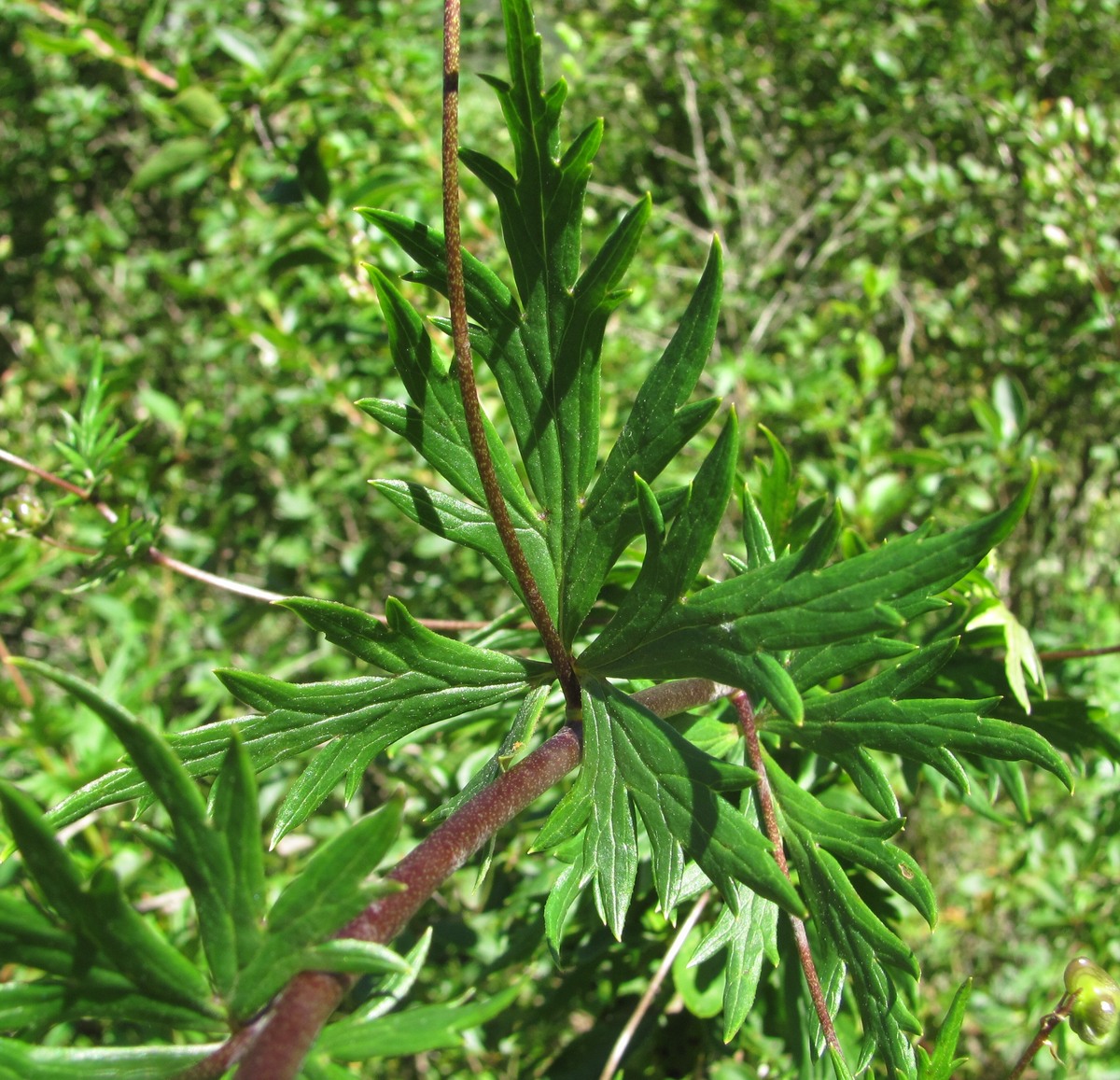 Изображение особи Aconitum nasutum.