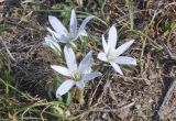 Ornithogalum navaschinii