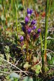 Gentianella auriculata. Цветущее растение. Чукотка, побережье бухты Провидения. 01.08.2008.