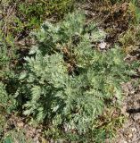 Artemisia absinthium