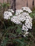 Achillea nigrescens