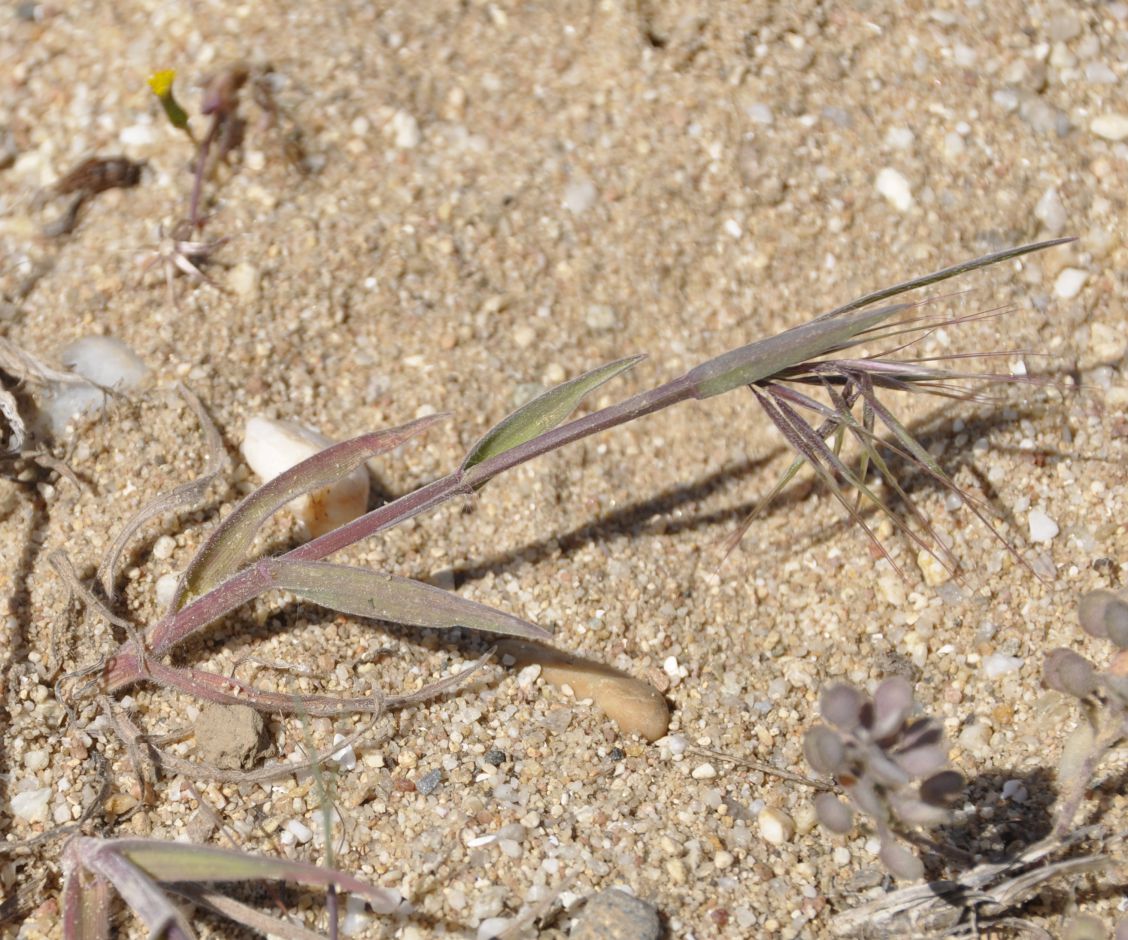 Image of Anisantha tectorum specimen.