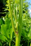 Lupinus polyphyllus