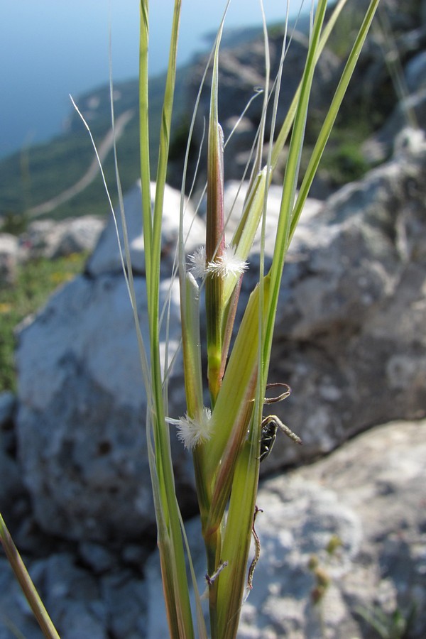 Изображение особи род Stipa.