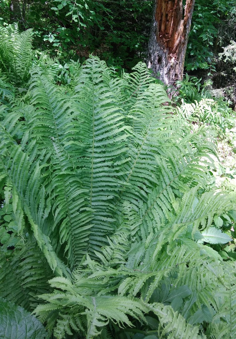 Image of Matteuccia struthiopteris specimen.