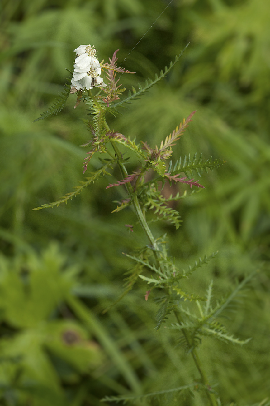 Изображение особи Achillea impatiens.