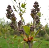 Syringa vulgaris