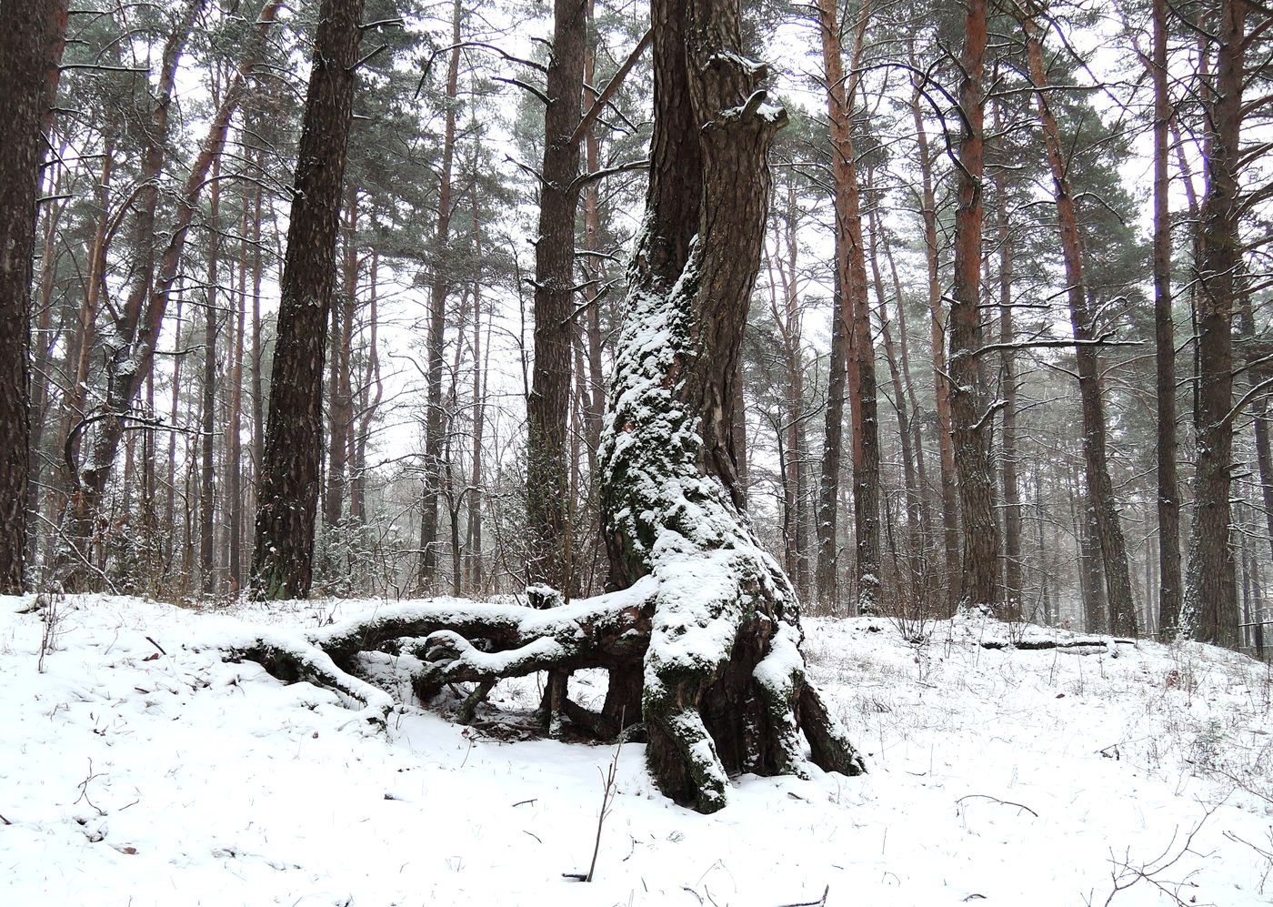 Изображение особи Pinus sylvestris.